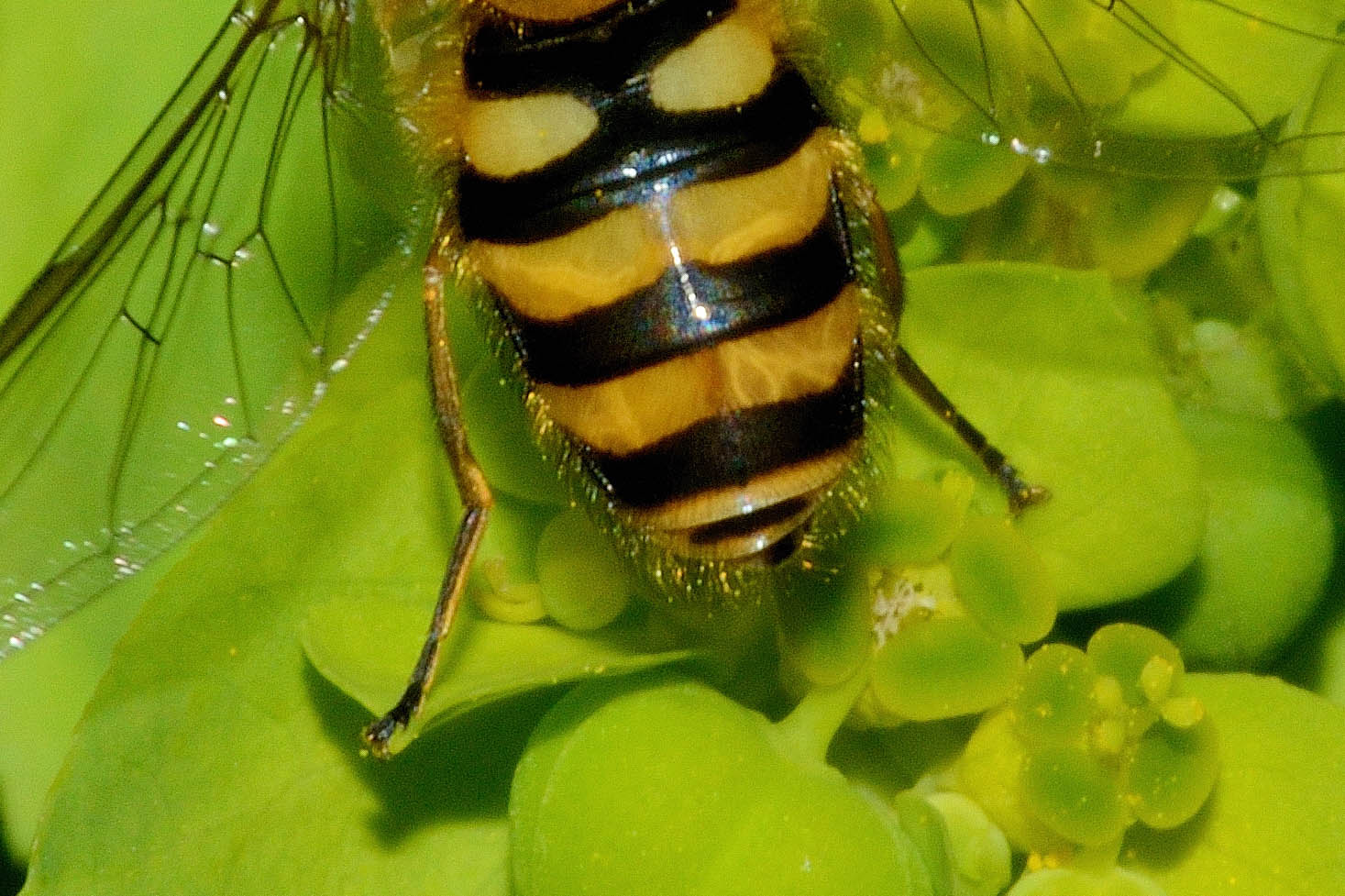 Syrphus sp. (S. ribesii o S. vitripennis), maschio